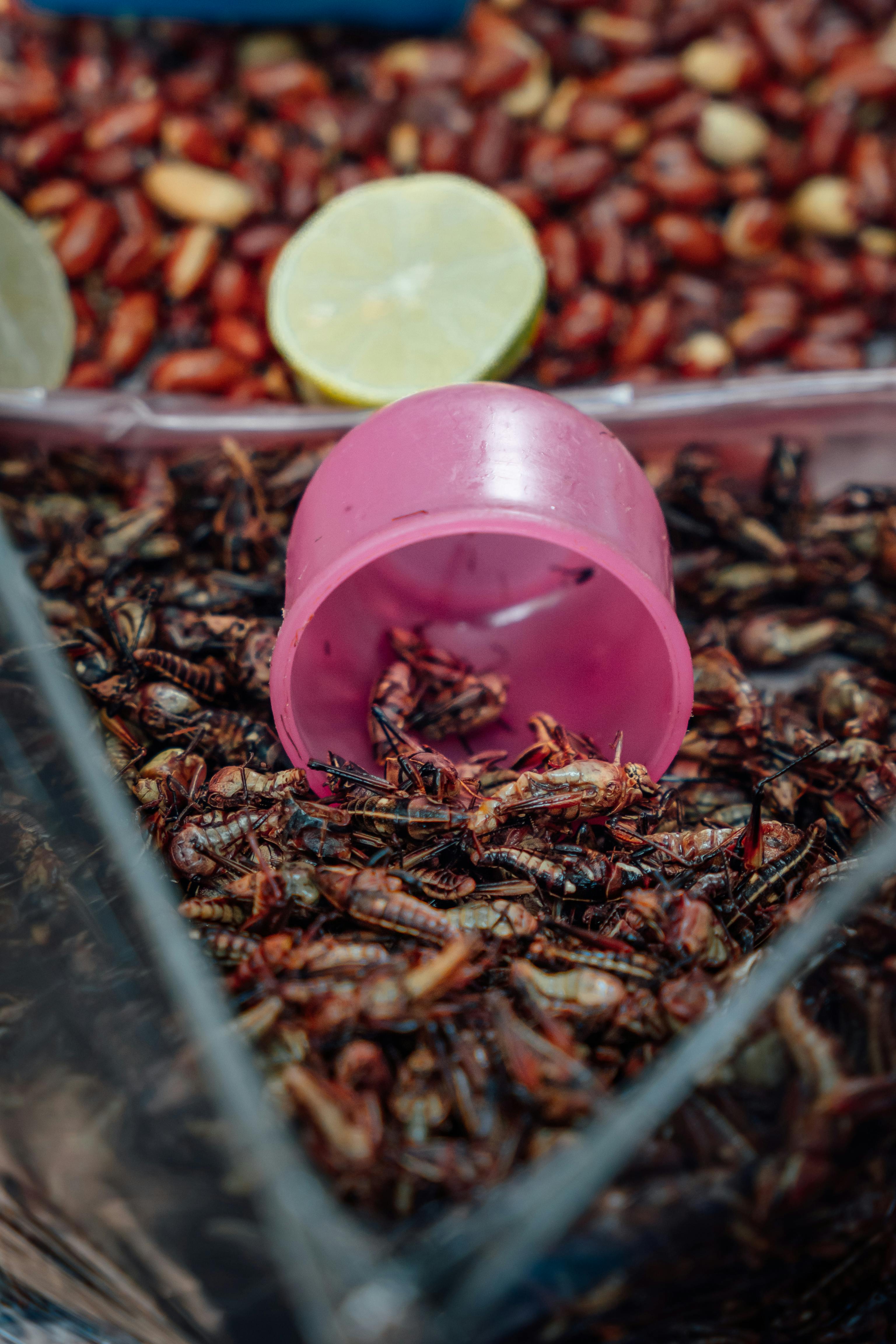 Chapulines Botana